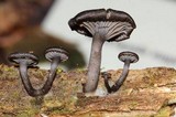 Arrhenia epichysium image