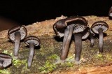 Arrhenia epichysium image
