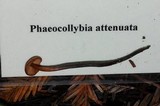 Phaeocollybia attenuata image