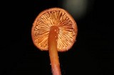Phaeocollybia attenuata image