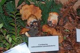 Cortinarius rubicundulus image