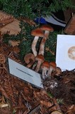 Cortinarius laniger image