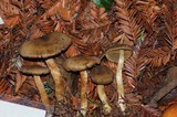 Cortinarius clandestinus image
