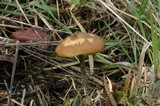 Psilocybe azurescens image