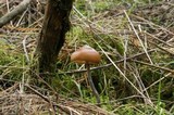 Psilocybe azurescens image
