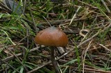 Psilocybe azurescens image