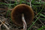 Psilocybe azurescens image