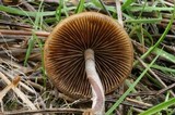 Psilocybe azurescens image