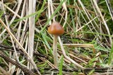 Psilocybe azurescens image