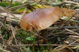 Psilocybe azurescens image