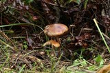 Psilocybe azurescens image