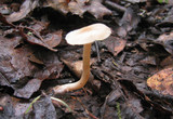 Clitocybe fragrans image