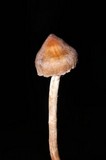 Cortinarius acutus image