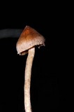 Cortinarius acutus image