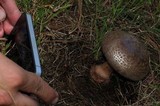 Amanita brunneolocularis image