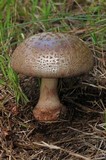 Amanita brunneolocularis image