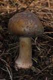 Amanita brunneolocularis image