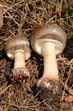 Amanita brunneolocularis image
