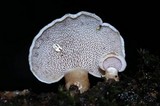 Panellus pusillus image