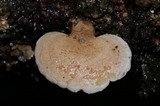 Panellus pusillus image