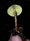 Lepiota trichroma image