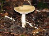 Lactarius chrysorrheus image