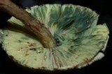 Lepiota trichroma image