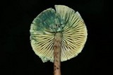 Lepiota trichroma image