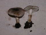 Lepiota atrodisca image