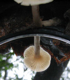 Clitocybe fragrans image