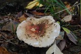 Russula cyanoxantha image