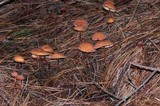 Gymnopus semihirtipes image
