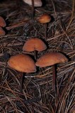 Gymnopus semihirtipes image