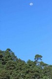 Gymnopus semihirtipes image