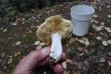 Russula cyanoxantha image