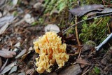 Ramaria rasilispora image