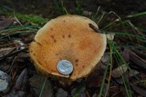 Suillus megaporinus image