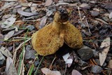 Suillus megaporinus image