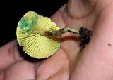 Lepiota trichroma image