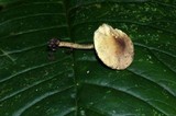 Lepiota trichroma image