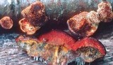 Hypomyces aurantius image
