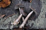 Amanita constricta image