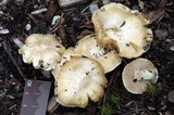 Inocybe sambucina image