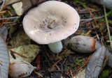 Russula maculata image