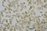 Inocybe sambucina image