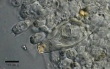 Inocybe sambucina image