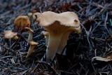 Hygrophoropsis aurantiaca image