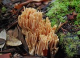 Ramaria formosa image