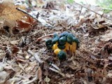 Leotia viscosa image