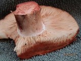 Russula dissimulans image